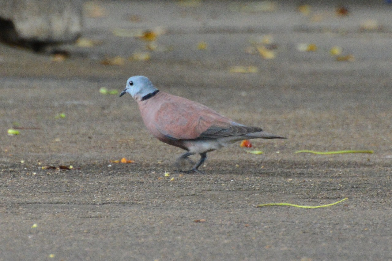 Streptopelia tranquebarica humilis Streptopelia tranquebarica humilis
